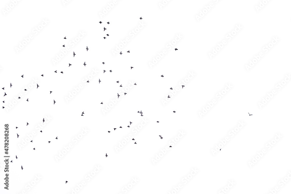 background flock of black birds in the sky isolated texture for artwork background flock of black birds in the sky isolated texture for artwork