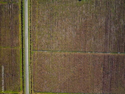 Stock aerial photo of Blueberry Crop in Fall, Canada photo