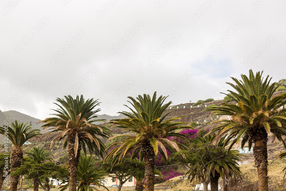 Palm trees against sky, Palm trees at tropical coast.