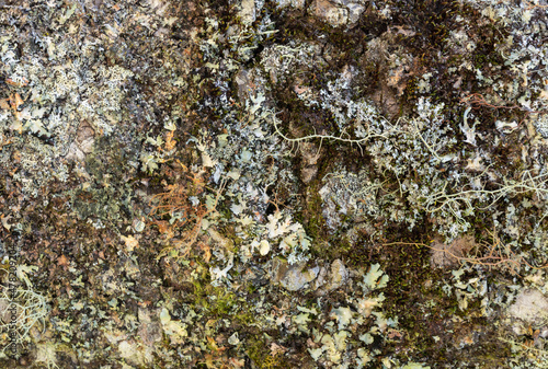 Various lichen in a tree trunk in a rainforest