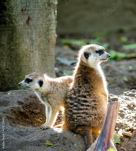 Two Meerkat Looking Around at the Zoo © linebyline