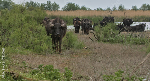 Water buffalo, a herd of buffaloes settled in a remote area on a swampy island. Wild animals approach the visitor menacingly. The concept of ecological, active and photo tourism. Danube Delta, Ukraine © serhii