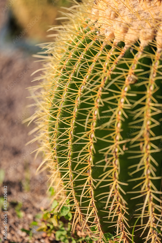 Cactus close up Cactus close up