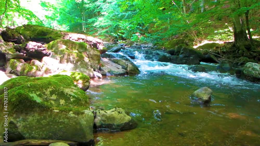 stream in the forest