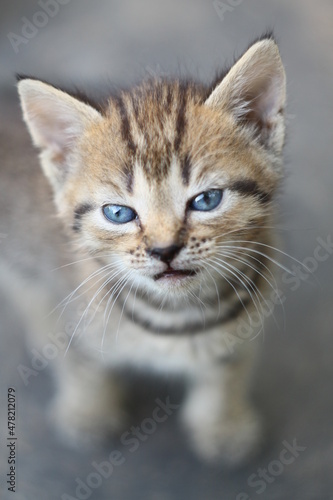 Little kitten with blue eyes   Sad kitten