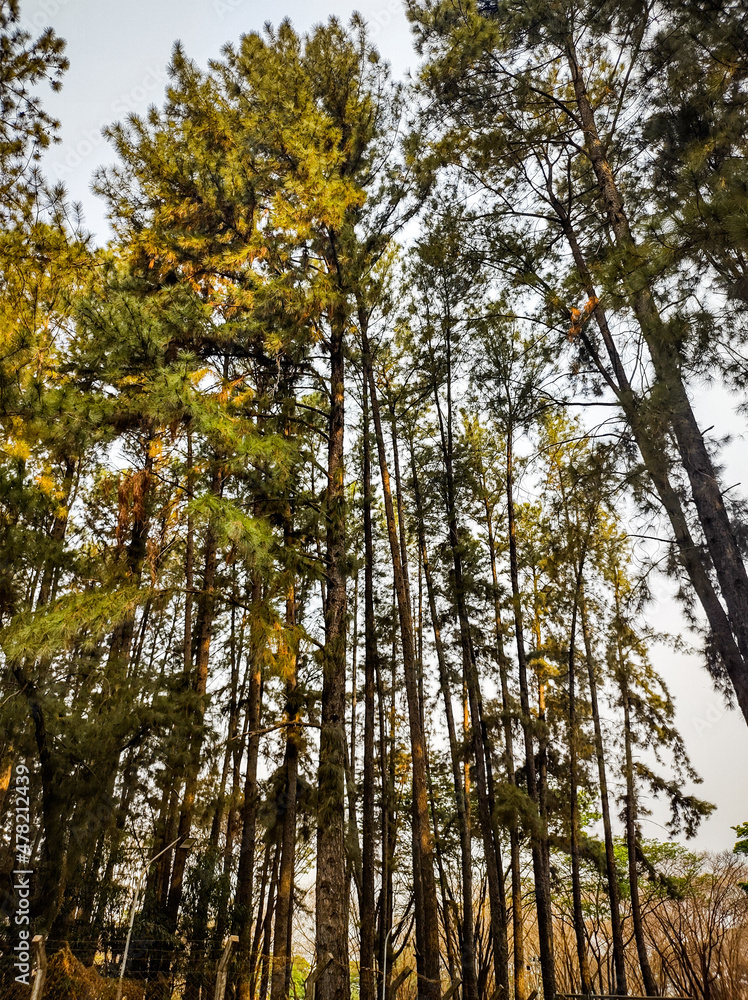 Fototapeta premium trees in autumn