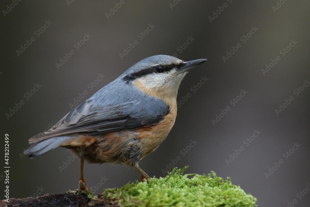 Fototapeta premium Sittelle torchepot - 2021 12 13 1131 - Yonne 0007
