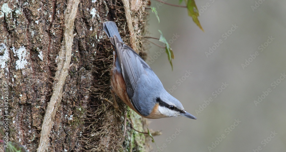 Obraz premium Sittelle torchepot - 2021 12 17 1107 - Yonne 0059