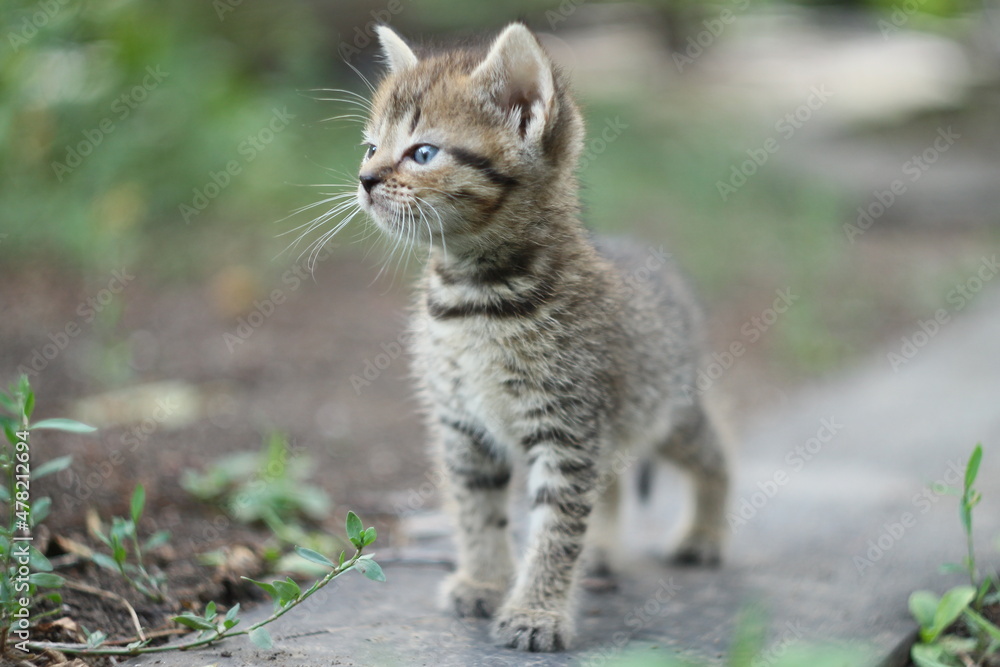 Small tabby kitten / kitten on a walk Small tabby kitten / kitten on a walk