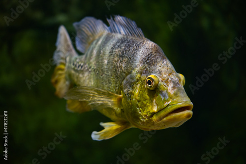 The butterfly peacock bass fish swims in water. Cichla ocellaris Orinoco Peacock Bass fish. photo