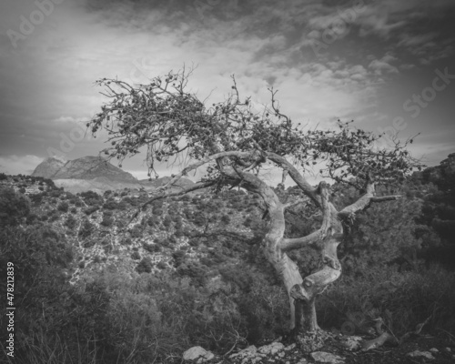 a desert landscape with dead tree, art photography black and white.