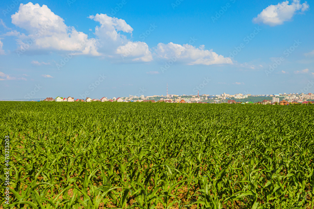 Green corn field and city skyline in the background. Belgorod city, Southwest 2.1 district, Russia.