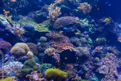 Fototapeta Naklejka Na Ścianę i Meble -  marine aquarium, coral aquarium, fish