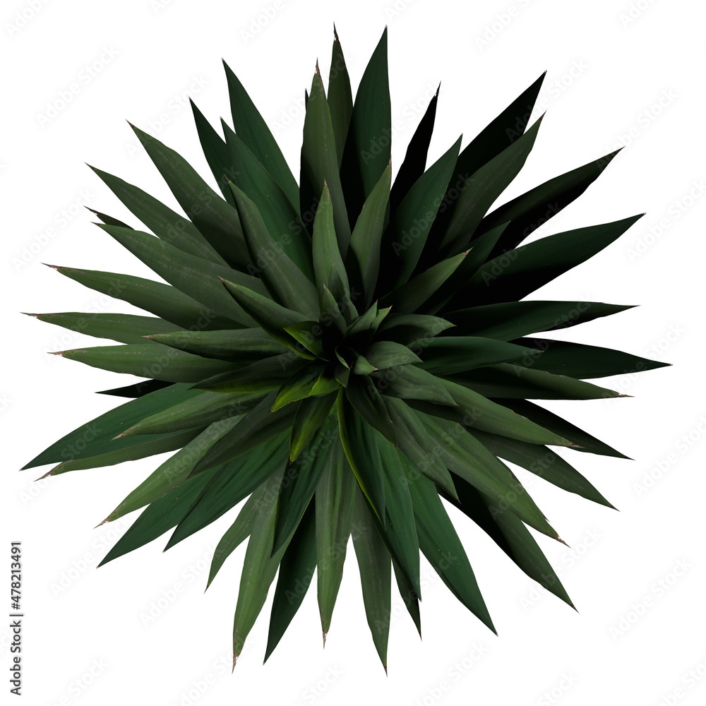 VEGETATION TOP VIEW - TREES PLANTS AND BUSHES IN PLAN VEGETATION TOP VIEW - TREES PLANTS AND BUSHES IN PLAN