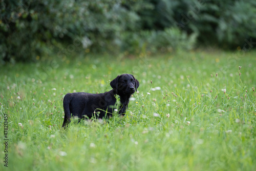 Adorable black labrador retriever puppy in a grass