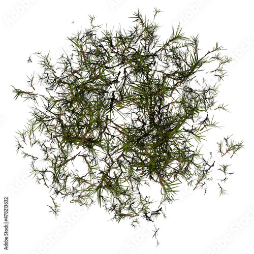 VEGETATION TOP VIEW - TREES PLANTS AND BUSHES IN PLAN