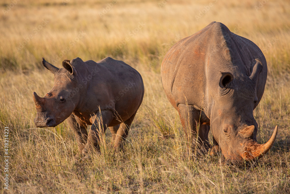 Obraz premium Mother and Baby Rhinoceros walking together in a field in South Africa