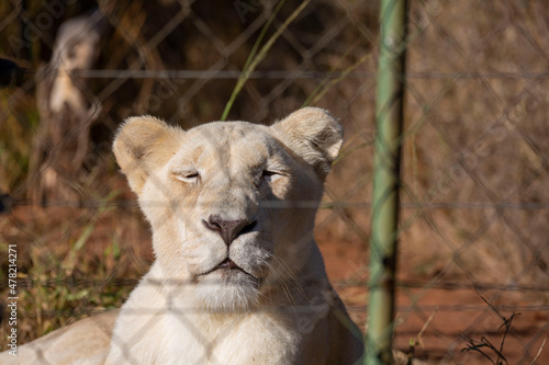 Portrait of Lioness with Her Eyes Closed in South Africa