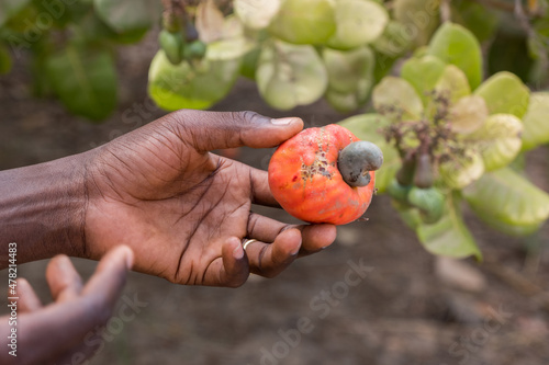 Manos de campesino cogiendo un anacardo en Gambia