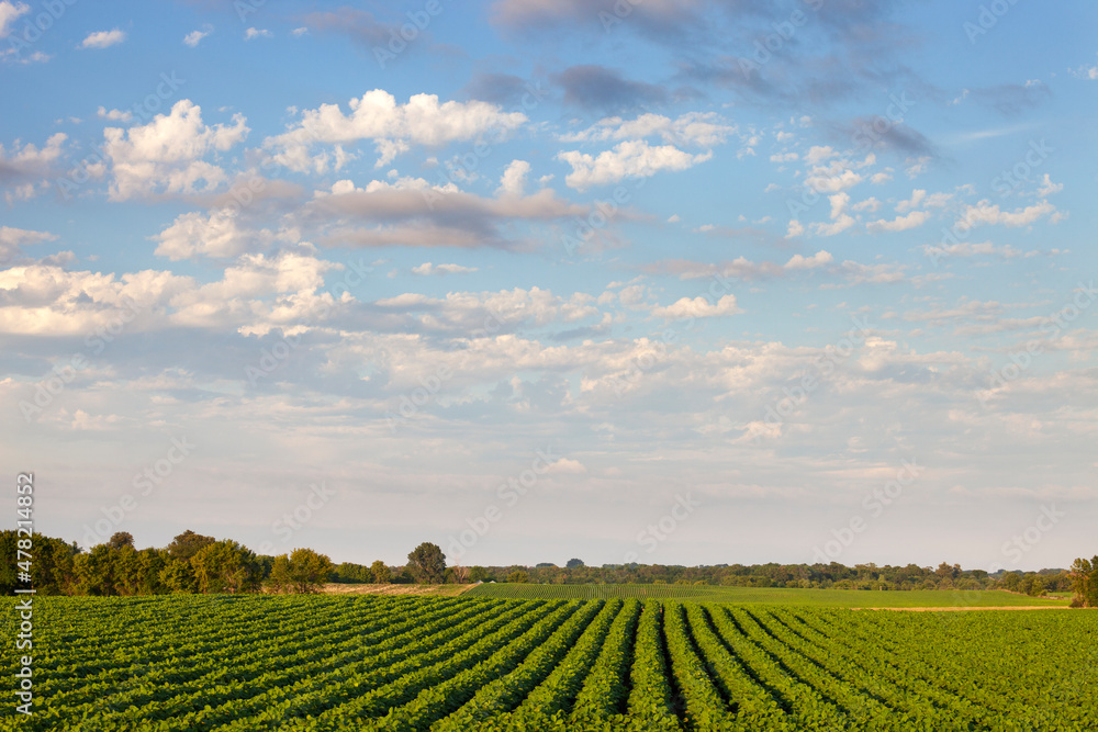 Soybean field under a beautiful cloudscape on a summer evening in Minnesota