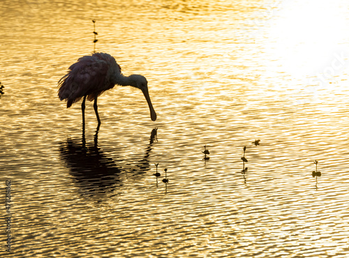 Spoonbill feeding in shallow water at  sunset, Merrit Island National WIldlife Refuge, wetlands photo