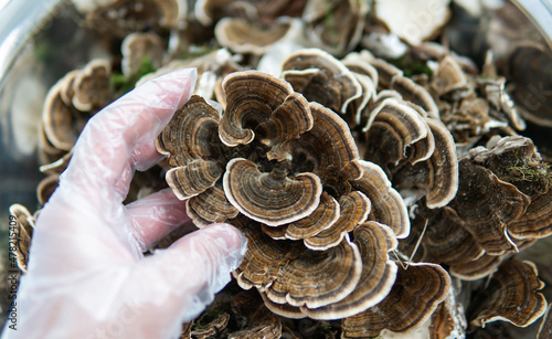 Coriolus versicolor is a medicinal tinder fungus. Exploring the mushroom kingdom