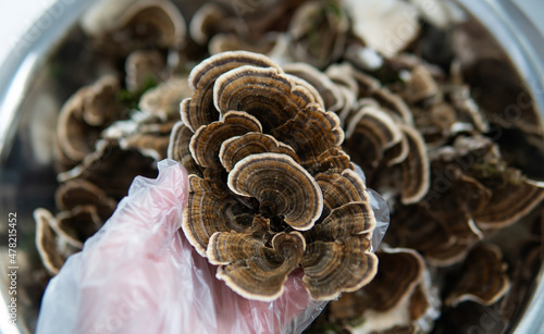 .Medicinal mushroom Trametes multicolor. Mushroom consumption culture - Coriolus versicolor photo