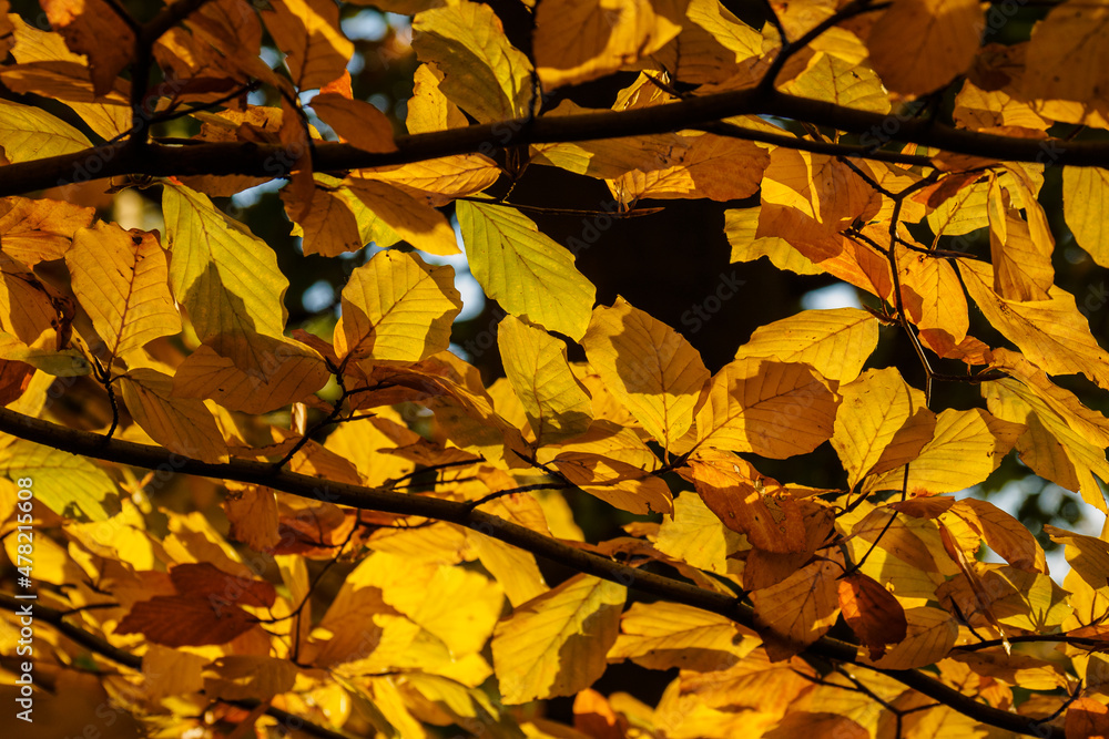 Golden beech leaves in detail on a tree. Golden beech leaves in detail on a tree.