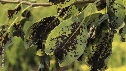 Pear leaves with blister mite or Eriophyes pyri. Diseases and parasites of the pear tree. photo