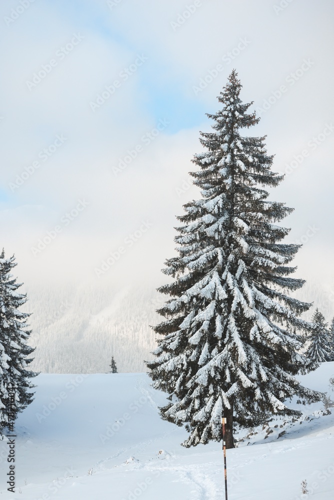 Man hiker with backpack trekking in mountains. Winter sport activity snow mountain hills. Winter hiking cold weather with backpack on snow trail forest in Carpathian evergreen coniferous trees