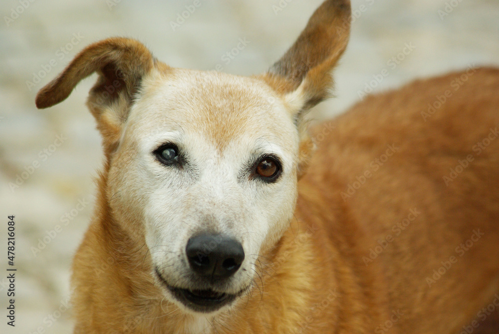 Red haired dog with cataract, looking at camera Red haired dog with cataract, looking at camera