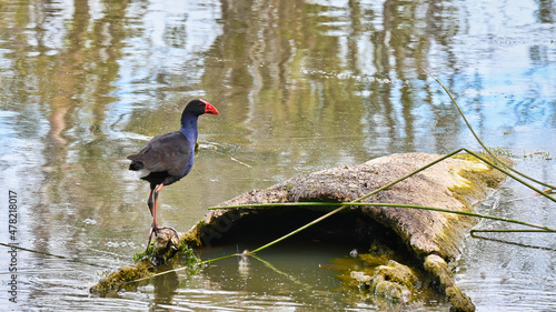 Canvas-taulu Swamp Hen Standing on an Old Log in Lake Mulwala