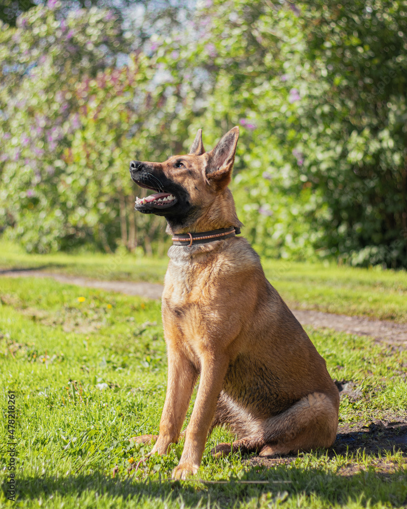 Belgian malinois dog obiedient sitting in the summer outside in the sun.