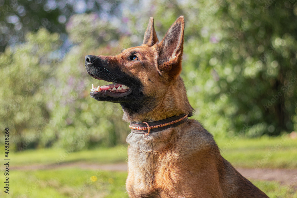 Belgian malinois dog obiedient sitting in the summer outside in the sun.