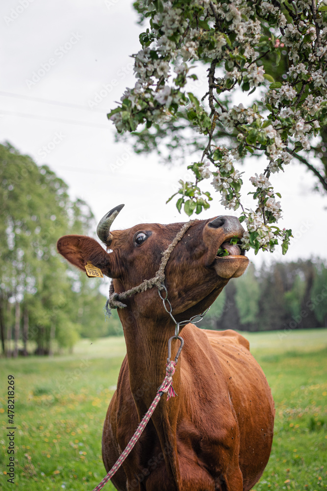 Brown cow with horns eating apple tree in spring.
