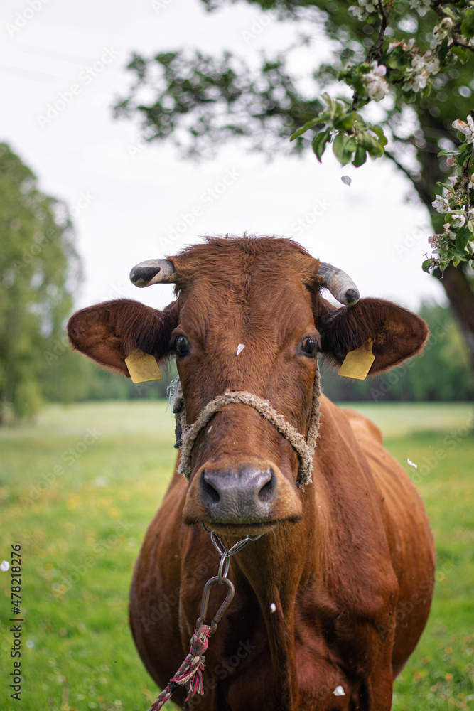 Brown cow with horns standing under the apple tree in spring.