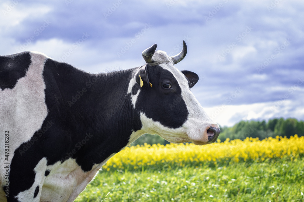 Black and white cow standing near the yellow rapeseed flower field in the summer against dramatic blue sky.