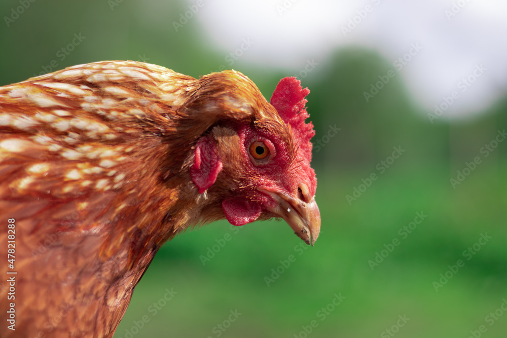 Brown chicken close portrait in the summer. Free range small farm, happy animals.
