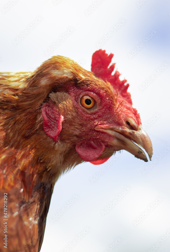 Brown chicken close portrait in the summer. Free range small farm, happy animals.