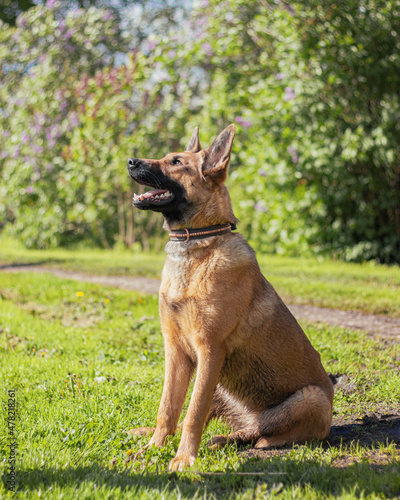 Obraz na płótnie Belgian malinois dog obiedient sitting in the summer outside in the sun. w salonie