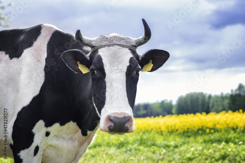 Obraz na płótnie Black and white cow standing near the yellow rapeseed flower field in the summer against dramatic blue sky. w salonie