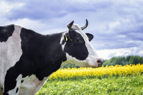 Obraz na płótnie Black and white cow standing near the yellow rapeseed flower field in the summer against dramatic blue sky. w salonie