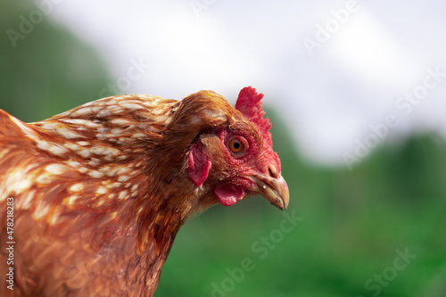 Obraz na płótnie Brown chicken close portrait in the summer. Free range small farm, happy animals. w salonie