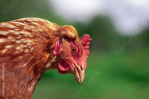 Obraz na płótnie Brown chicken close portrait in the summer. Free range small farm, happy animals. w salonie