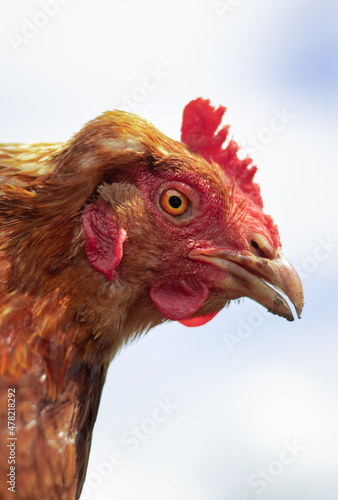 Obraz na płótnie Brown chicken close portrait in the summer. Free range small farm, happy animals. w salonie