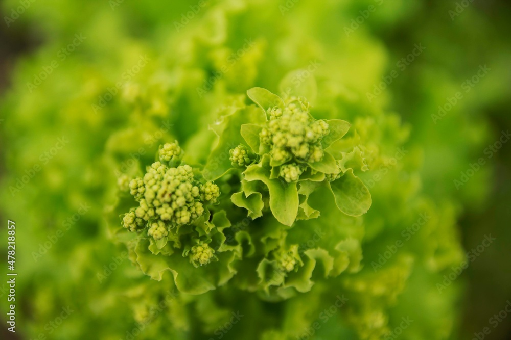 Lettuce Lettuce