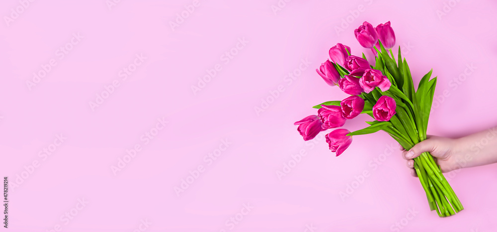 Fototapeta premium Pink tulips flowers in hand on a pink background.
