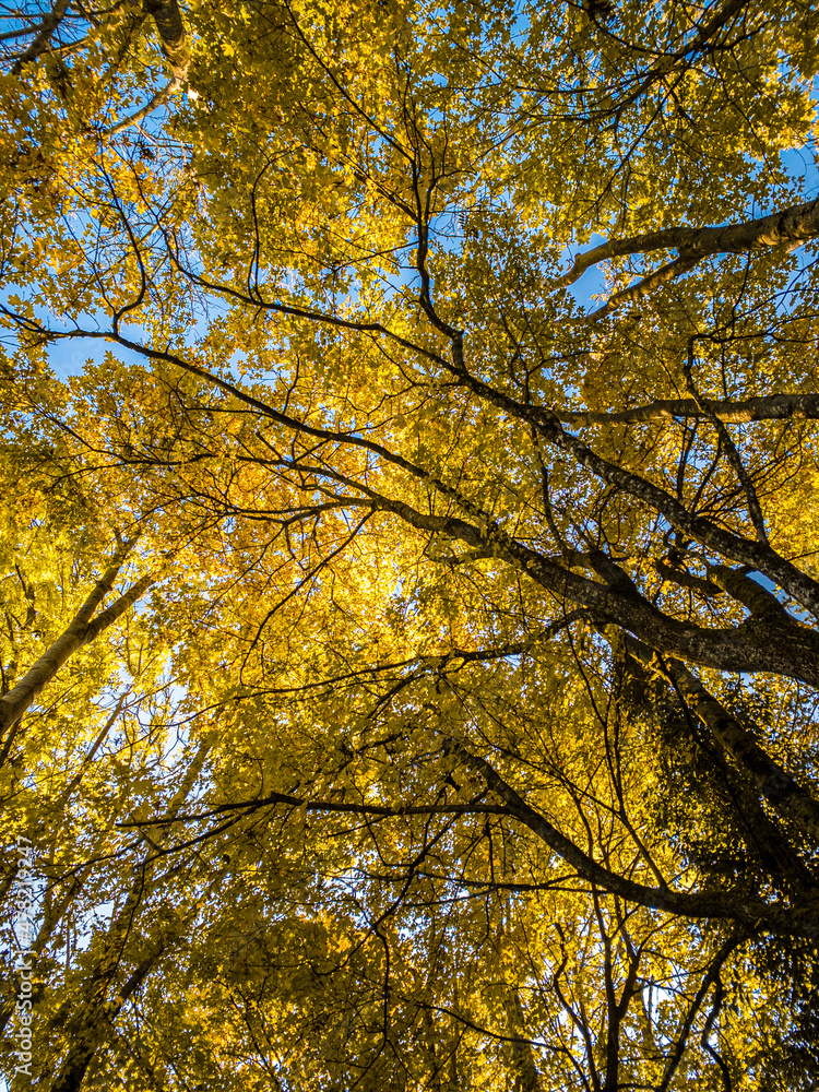 Herbstfoto von Bäumen bei schönem blauen Himmel in gelbem Laub Herbstfoto von Bäumen bei schönem blauen Himmel in gelbem Laub