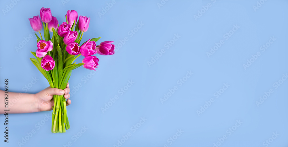 Pink tulips flowers in hand on a blue background. Pink tulips flowers in hand on a blue background.