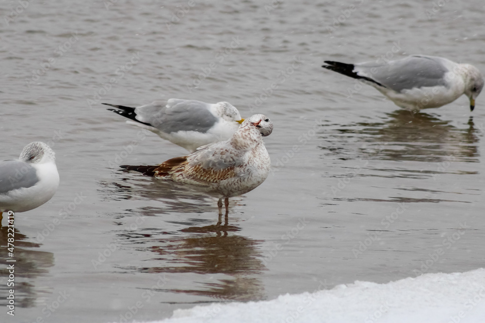 Fototapeta premium Seagulls at Sunnyside Beach Toronto